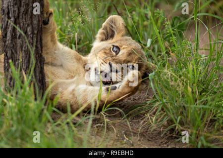 Cute Leone cucciolo sdraiato in erba mentre giocando contro a. albero Foto Stock