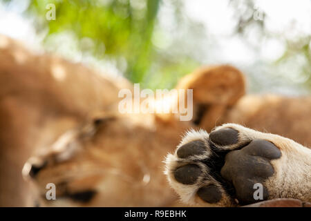 Extreme close up della zampa di un Sleeping Lion, con bassa dept del campo Foto Stock