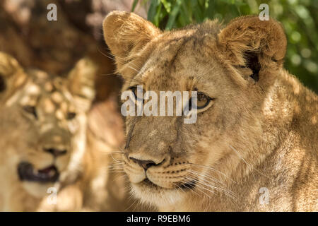 2 Giovani leoni giacenti in ombra cercando vigili e interessati Foto Stock