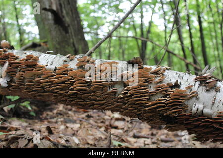 Gruppi di funghi attaccato a un albero caduto tronco nella foresta sul Monte Saint-Hilaire nella provincia del Québec in Canada. Foto Stock