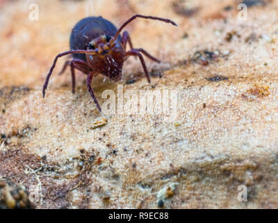 Viola springtail globulare (Ordine Symphypleona) rivolta verso la telecamera Foto Stock