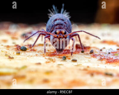 Faccia a faccia con un Dicyrtoma fusca globulare springtail (Ordine Symphypleona) Foto Stock