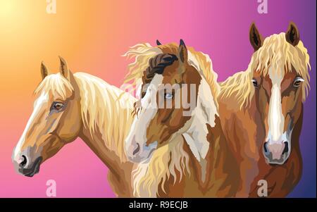 Set di vettore colorati ritratti di razze di cavalli ( Pinto cavallo; cablaggio bielorusso cavallo; American Quarter Horse) isolato sul gradiente dello sfondo Illustrazione Vettoriale