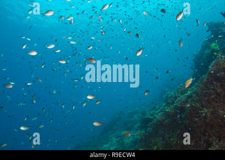 Ecosistema sano - barriera corallina vicino l'isola di Bali Foto Stock