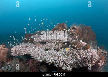 Ecosistema sano - barriera corallina vicino l'isola di Bali Foto Stock