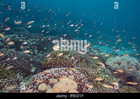 Ecosistema sano - barriera corallina vicino l'isola di Bali Foto Stock