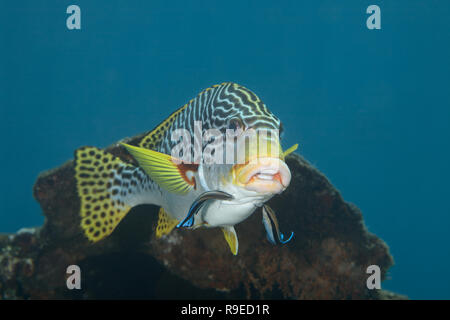 Pesce Sweetlips viene pulita mediante due labri pulitore Foto Stock