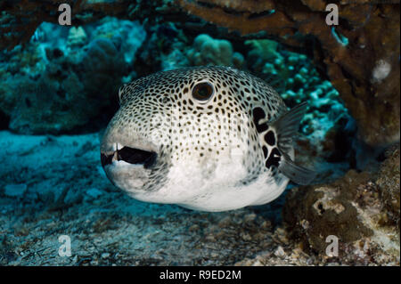 Pufferfish gigante (Arothron stellatus) in appoggio sotto il tavolo coral Foto Stock