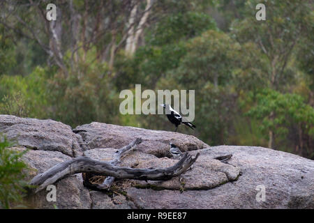 Australian gazza seduti sulla pietra Foto Stock