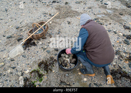 Plerin (Bretagna, a nord-ovest della Francia): Uomo raccogliere cozze e cardidi. Foto Stock