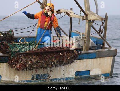 Raccolta di capesante a bordo del 'Brendan' imbarcazione, nei passaggi di Belle-Ile-en-Mer (isola francese al largo delle coste della Bretagna, a nord-ovest della Francia) Foto Stock