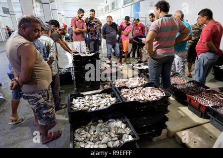 Tunisia: porto di pesca. Lo scarico del pesce e l'asta del pesce Foto Stock