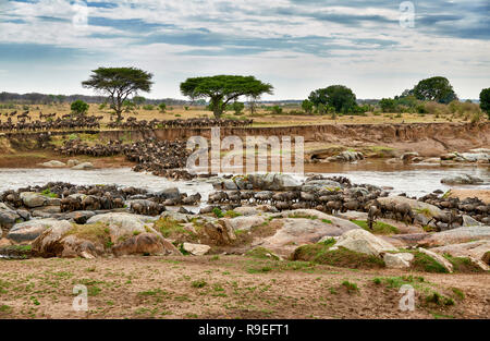 Allevamento di lunga barba bianca di gnu (Connochaetes taurinus mearnsi) Attraversamento fiume Mara sulla migrazione annuale, Serengeti National Park, UNESCO World herita Foto Stock