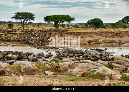 Allevamento di lunga barba bianca di gnu (Connochaetes taurinus mearnsi) Attraversamento fiume Mara sulla migrazione annuale, Serengeti National Park, UNESCO World herita Foto Stock