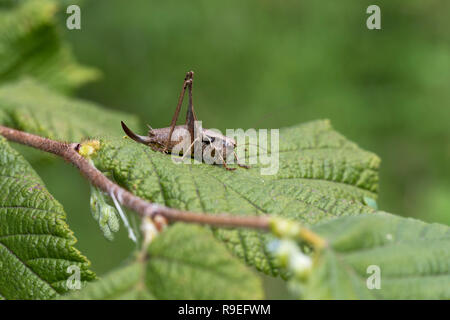 Dark Bush Cricket; Pholidoptera griseoaptera singola foglia in Cornovaglia; Regno Unito Foto Stock