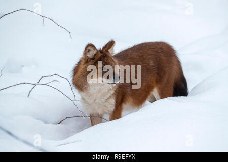 Dhole; Cuon alpinus Finlandia Foto Stock