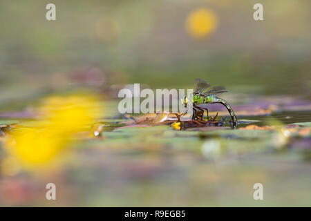 L'imperatore Dragonfly; Anax imperator femmina singolo; la deposizione delle uova Cornwall, Regno Unito Foto Stock