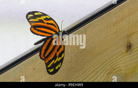 Tiger Longwing (Heliconius ismenius) farfalla. Foto Stock