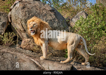 Maschio enorme Lion su un kopje, Serengeti National Park, sito patrimonio mondiale dell'UNESCO, Tanzania Africa Foto Stock