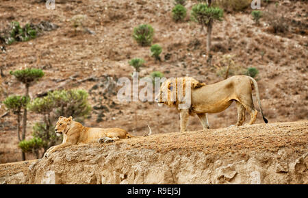 Lion giovane, Panthera leo, Ngorongoro Conservation Area, sito patrimonio mondiale dell'UNESCO, Tanzania Africa Foto Stock