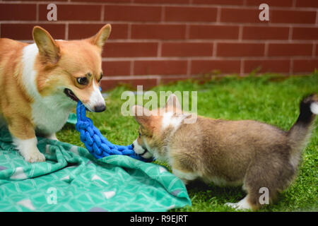 Welsh corgi pembroke cane femmina giocando con il suo cucciolo Foto Stock