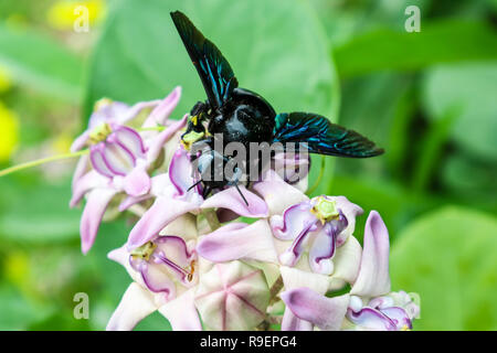 Bumble Bee trovato l'acqua dolce dalla corona fiore in giardino Foto Stock