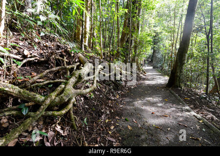 Esposti aggrovigliato radici nella foresta pluviale tropicale, Hypipamee National Park, Patrimonio Mondiale, Atherton altipiano, estremo Nord Queensland, FNQ, QLD, Austra Foto Stock