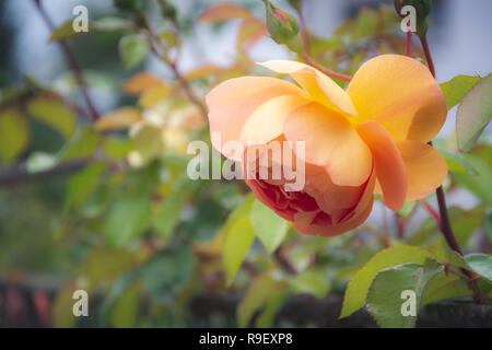 Single rose , con giallo e arancio petali contro lo sfondo sfocato. luogo per il testo Foto Stock
