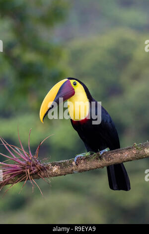 Nero-mandibled (o giallo-throated) toucan nel nord della Costa Rica Foto Stock