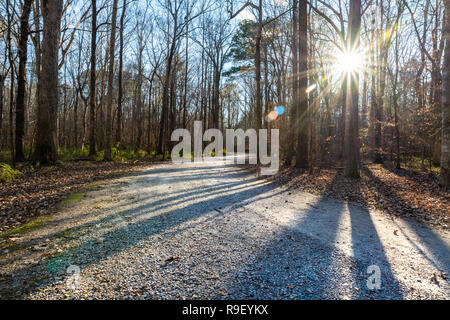 Picchi di tramonto attraverso gli alberi gettano ombre su un sentiero attraverso la foresta Foto Stock