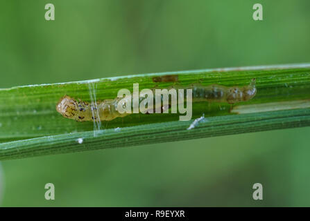 Riso leaffolder larva all'interno della foglia Foto Stock