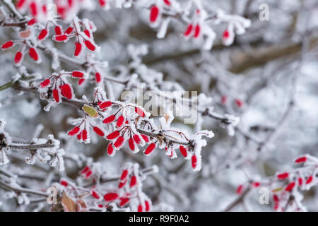 Il primo gelo su un ramo di barberries Foto Stock