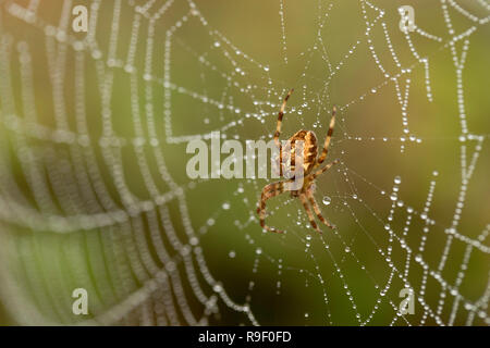 Giardino Spider; Araneus diadematus unico sul Web Isole Scilly; Regno Unito Foto Stock