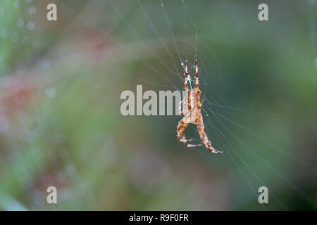 Giardino Spider; Araneus diadematus unico sul Web Cornwall, Regno Unito Foto Stock