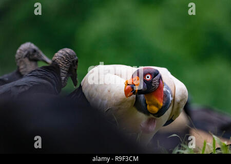 King Vulture e avvoltoio nero nel nord della Costa Rica Foto Stock