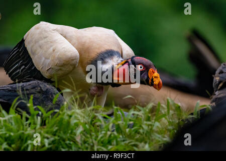 King Vulture nel nord della Costa Rica Foto Stock