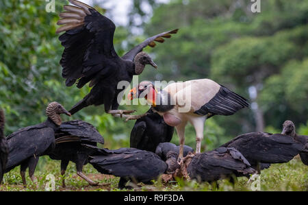 King Vulture e avvoltoio nero nel nord della Costa Rica Foto Stock