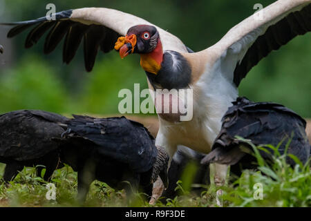 King Vulture e avvoltoio nero nel nord della Costa Rica Foto Stock