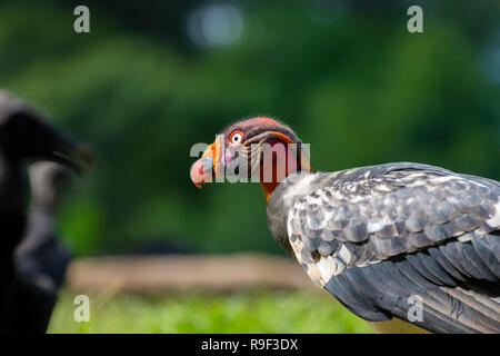 King Vulture nel nord della Costa Rica Foto Stock