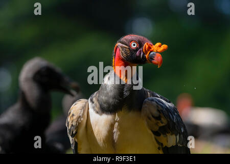 King Vulture e avvoltoio nero nel nord della Costa Rica Foto Stock