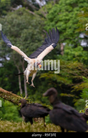 King Vulture e avvoltoio nero nel nord della Costa Rica Foto Stock