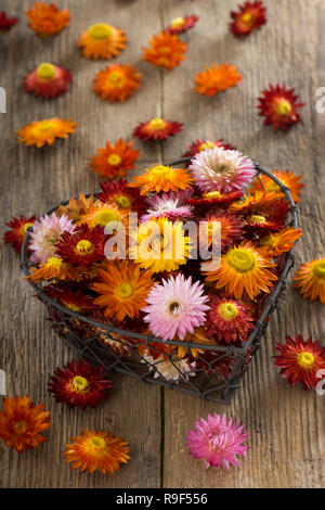 Molti coloratissimi fiori di paglia in un cestello di cuore Foto Stock