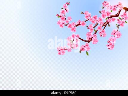 Sakura. Rami con fiori di colore rosa, foglie e boccioli di ciliegio. Su uno sfondo trasparente. illustrazione Illustrazione Vettoriale