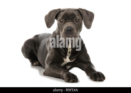 Cane corso cane giacente su sfondo bianco Foto Stock