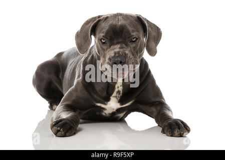 Cane corso cane giacente su sfondo bianco Foto Stock