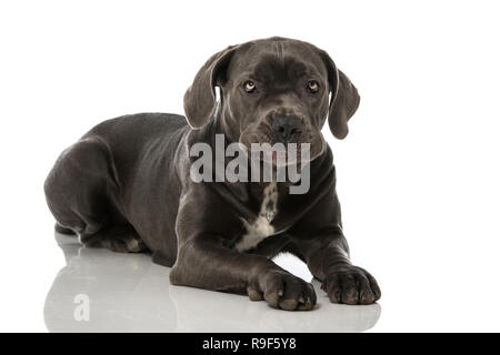 Cane corso cane giacente su sfondo bianco Foto Stock