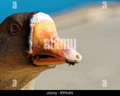 Maggiore con la facciata bianca oca Lago Watson Arizona Foto Stock