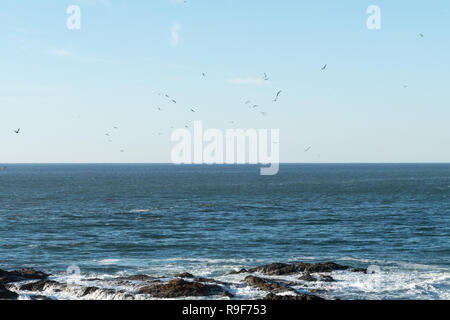 Flock of Seagulls vola sopra l'acqua in cerca di pesce mentre le onde si infrangono nella roccia Foto Stock