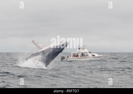 Humpback Whale violare jumping gita in barca Gita turistica safari balene Foto Stock