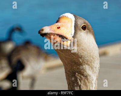 Maggiore White-Fronted Oca Lago Watson Arizona Foto Stock